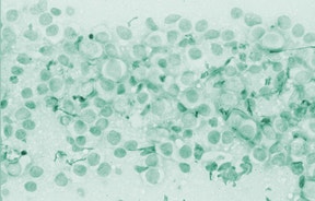 Profili di base (cane, gatto, cavallo)